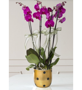 Puantiyeli Vazoda 4 dal Mor Orkide Çiçeği